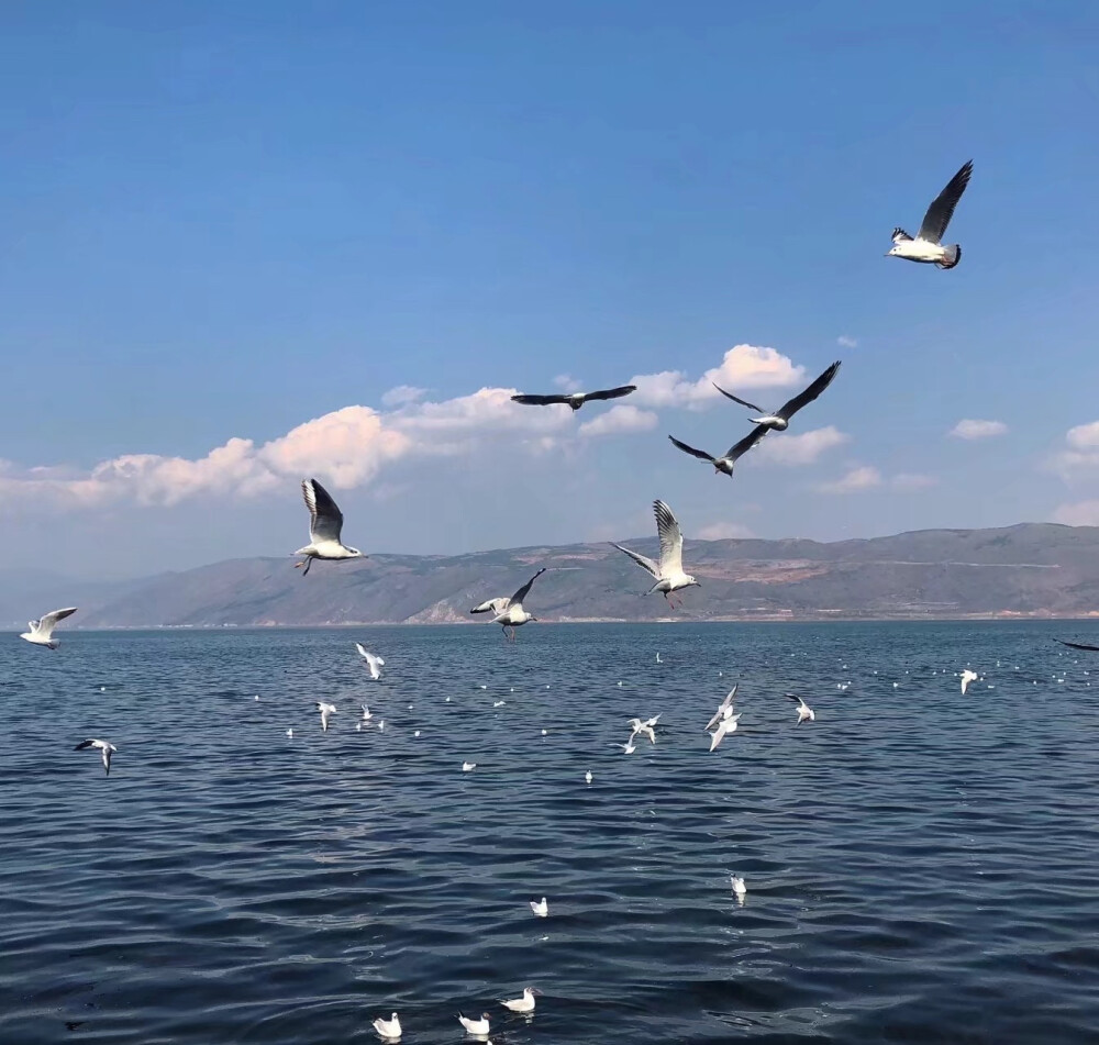 天空 海鸥