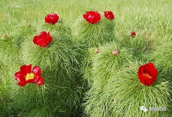 第一次看到细叶牡丹（Paeonia tenuifolia）的时候，我脑海里浮现出一个河南方言里特有的词汇：咕堆。