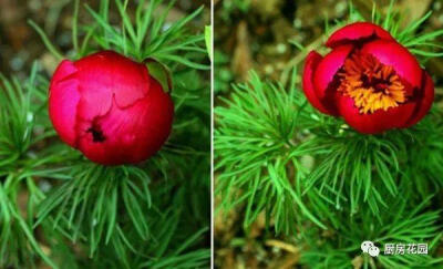 第一次看到细叶牡丹（Paeonia tenuifolia）的时候，我脑海里浮现出一个河南方言里特有的词汇：咕堆。