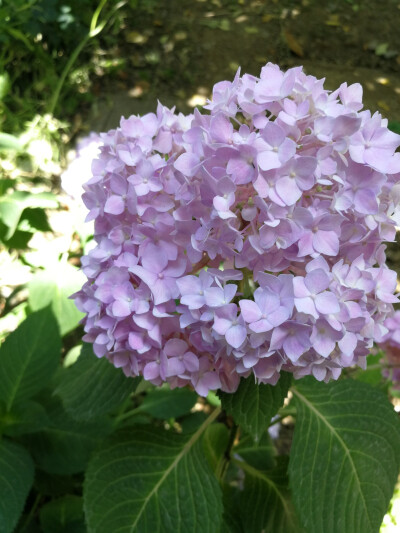 2019年初夏*無盡夏