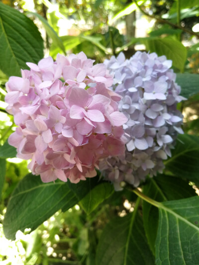 2019年初夏*無盡夏