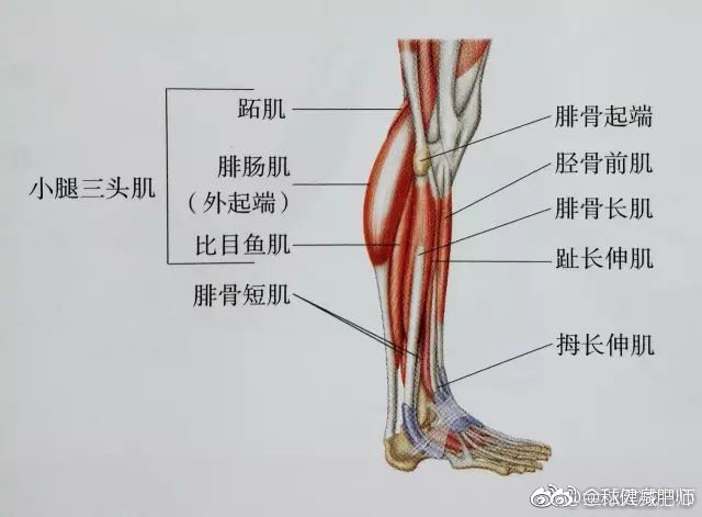 小腿粗又硬 送你最全面最清晰的小腿拉伸大法。