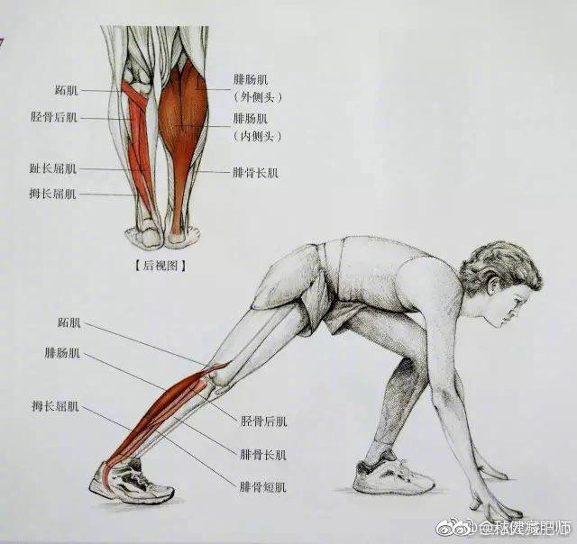 小腿粗又硬 送你最全面最清晰的小腿拉伸大法。