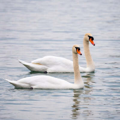 two white swan in body of water during daytime