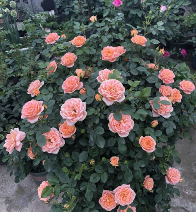 1、在夏季养护月季的时候，光照也非常的关键，建议大家把月季盆栽放在采光良好的阳台或者窗台上，如果有露台或者庭院，充足环境、通风透气，能够让月季长得非常的茂密壮观，