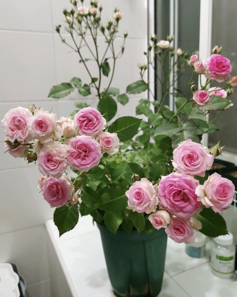 1、在夏季养护月季的时候，光照也非常的关键，建议大家把月季盆栽放在采光良好的阳台或者窗台上，如果有露台或者庭院，充足环境、通风透气，能够让月季长得非常的茂密壮观，