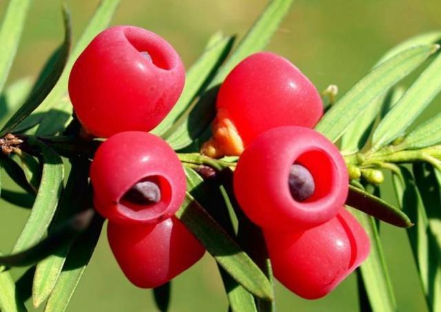 说到红豆杉可以说是咱们的国宝，又被誉为植物界的熊猫，它不但姿态美丽果实红艳动人，更让人称道的是它还有很强的药用价值，著名的防癌药物紫杉醇就提炼于红豆杉。