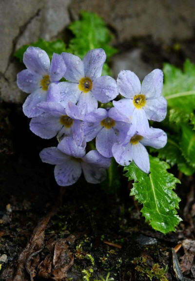 峨眉苣叶报春 Primula sonchifrla subsp.emeiensis C.M.Hu Franch