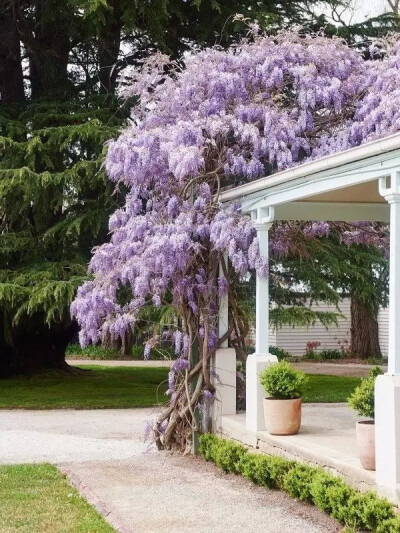 紫藤
豆科科 紫藤属 落叶攀援藤本植物
学名：Wisteria sinensis，别名藤萝、朱藤、黄环
紫藤为暖带及温带植物，对生长环境的适应性强
民间紫色花朵或水焯凉拌，或者裹面油炸
制作“紫萝饼”、“紫萝糕”等风味…