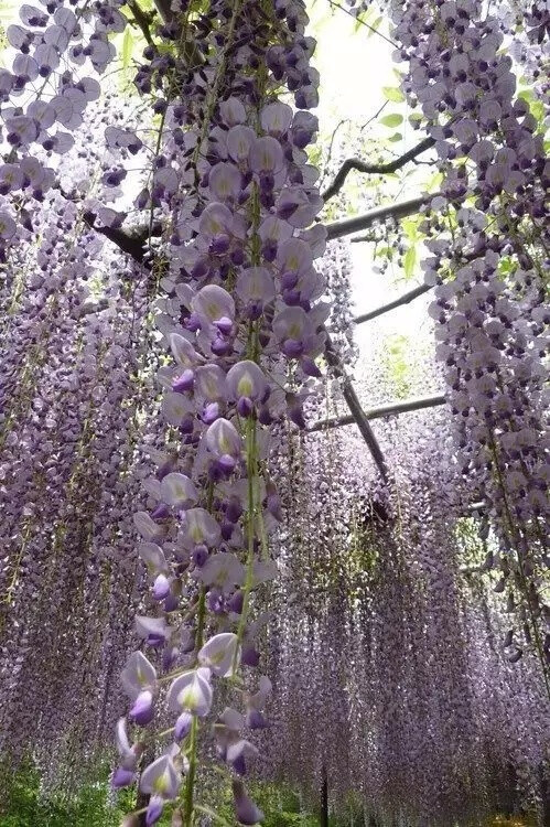 紫藤
豆科科 紫藤属 落叶攀援藤本植物
学名：Wisteria sinensis，别名藤萝、朱藤、黄环
紫藤为暖带及温带植物，对生长环境的适应性强
民间紫色花朵或水焯凉拌，或者裹面油炸
制作“紫萝饼”、“紫萝糕”等风味面食
