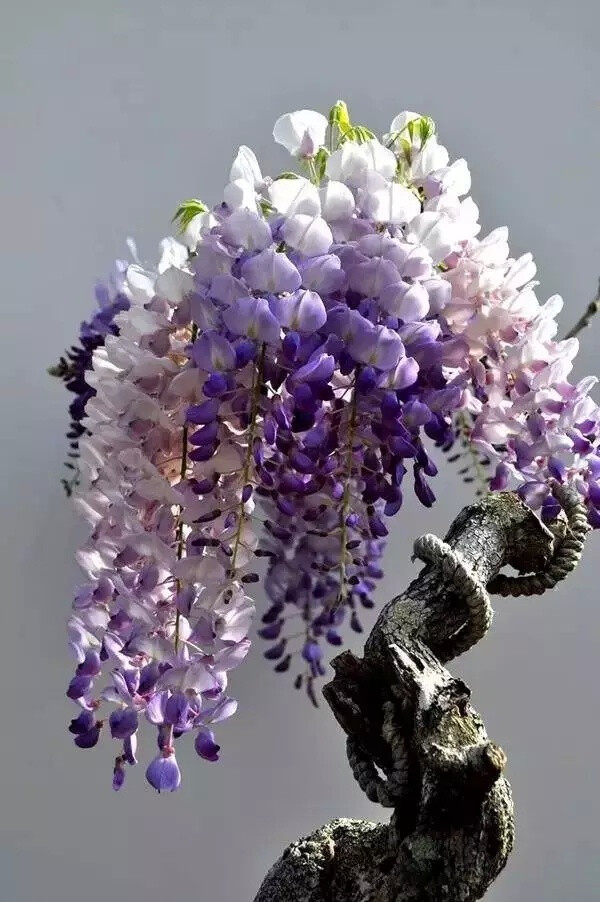 紫藤
豆科科 紫藤属 落叶攀援藤本植物
学名：Wisteria sinensis，别名藤萝、朱藤、黄环
紫藤为暖带及温带植物，对生长环境的适应性强
民间紫色花朵或水焯凉拌，或者裹面油炸
制作“紫萝饼”、“紫萝糕”等风味面食
