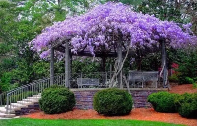 紫藤
豆科科 紫藤属 落叶攀援藤本植物
学名：Wisteria sinensis，别名藤萝、朱藤、黄环
紫藤为暖带及温带植物，对生长环境的适应性强
民间紫色花朵或水焯凉拌，或者裹面油炸
制作“紫萝饼”、“紫萝糕”等风味…