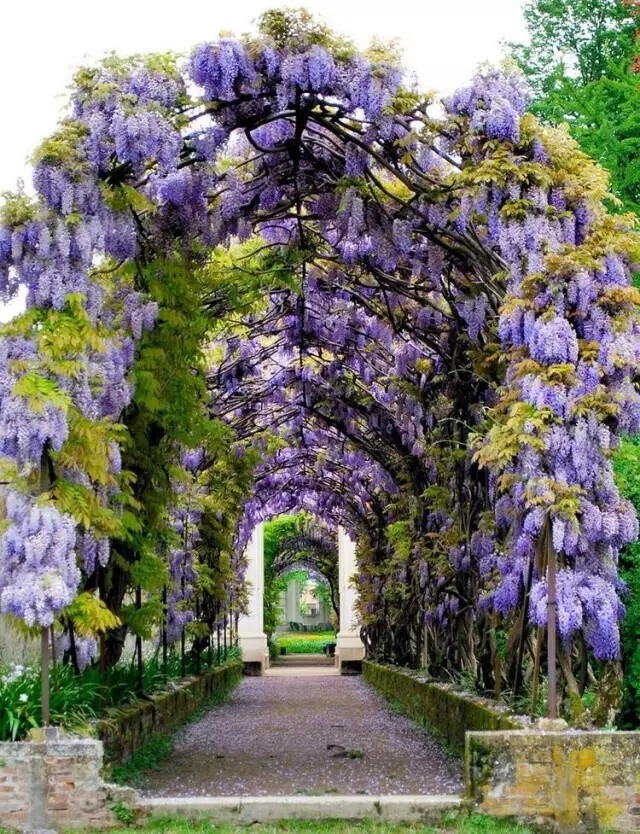 紫藤
豆科科 紫藤属 落叶攀援藤本植物
学名：Wisteria sinensis，别名藤萝、朱藤、黄环
紫藤为暖带及温带植物，对生长环境的适应性强
民间紫色花朵或水焯凉拌，或者裹面油炸
制作“紫萝饼”、“紫萝糕”等风味面食
