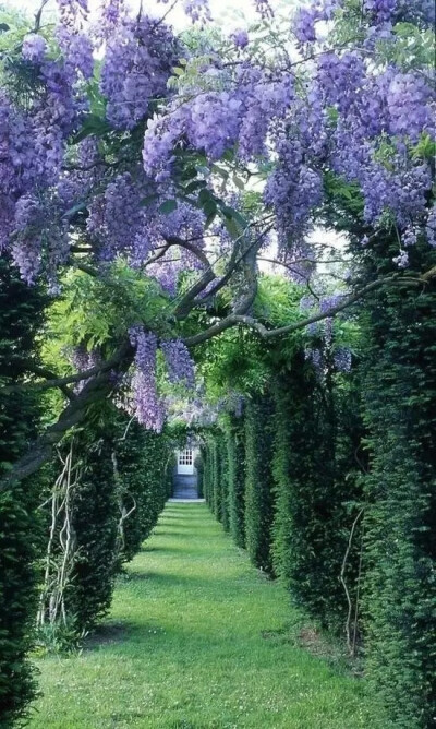 紫藤
豆科科 紫藤属 落叶攀援藤本植物
学名：Wisteria sinensis，别名藤萝、朱藤、黄环
紫藤为暖带及温带植物，对生长环境的适应性强
民间紫色花朵或水焯凉拌，或者裹面油炸
制作“紫萝饼”、“紫萝糕”等风味…