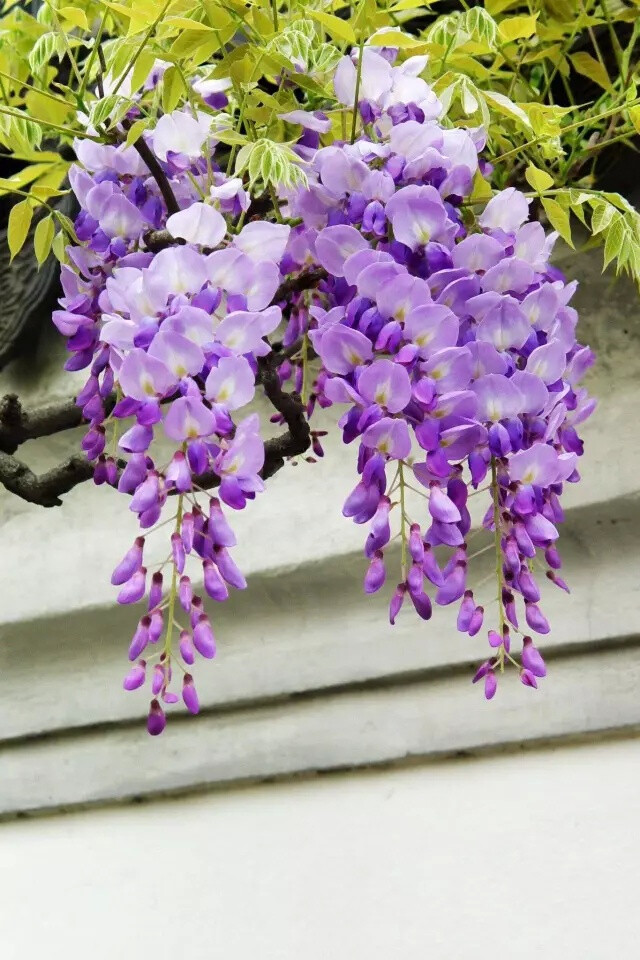 紫藤
豆科科 紫藤属 落叶攀援藤本植物
学名：Wisteria sinensis，别名藤萝、朱藤、黄环
紫藤为暖带及温带植物，对生长环境的适应性强
民间紫色花朵或水焯凉拌，或者裹面油炸
制作“紫萝饼”、“紫萝糕”等风味面食
