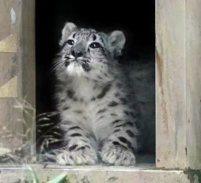 多摩动物园里，雪豹妈妈一脸认真地在给幼崽展示如何跳跃，教育要从娃娃抓起