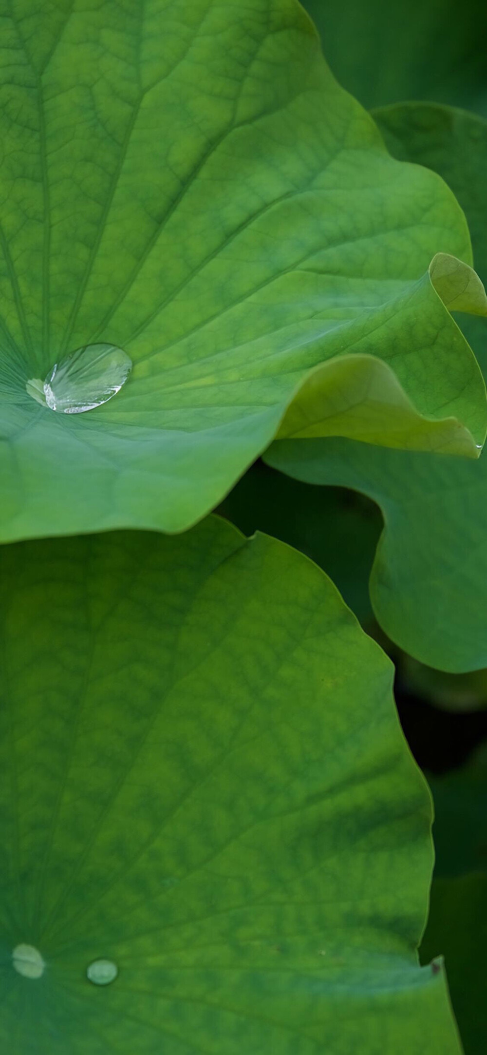 iPhonex/xs/max植物花卉系列 护眼 纯色背景 平铺