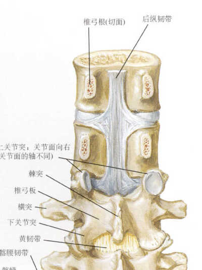 关节