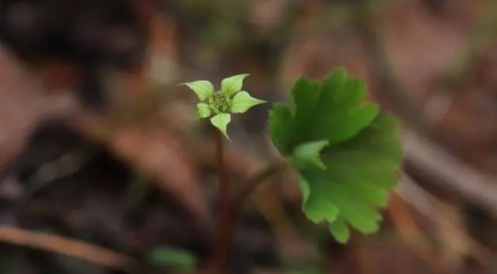 世界上最孤独、单薄的一种植物——独叶草。