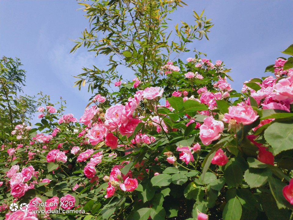 春天的花开 带走冬天的寂寞