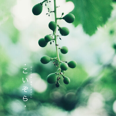 夏日 葡萄 青杏 野花