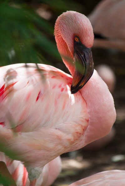 flamingo