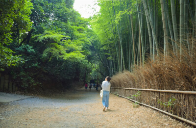 日本岚山，竹林和晚霞。
