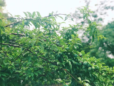 一只有想法的把头探进花芯
才不管屋里正在霉变的‘情爱论’…