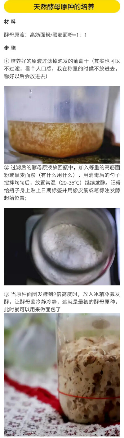 天然酵母原种的培养