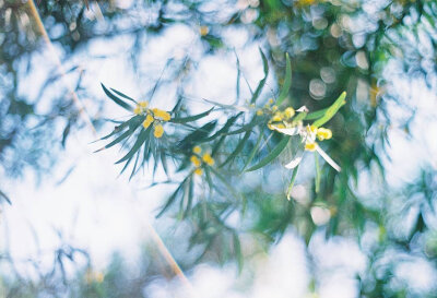 #早安日记#
初夏の雰囲気 :*
摄影:@林垂木 ​