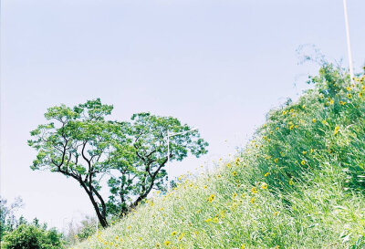 #早安日记#
初夏の雰囲気 :*
摄影:@林垂木 ​