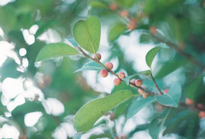 #早安日记#
初夏の雰囲気 :*
摄影:@林垂木 ​