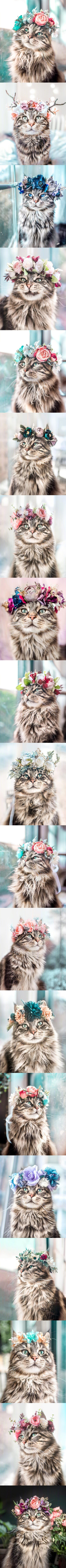 戴上花冠后的猫咪
BY:leo.mainecoon