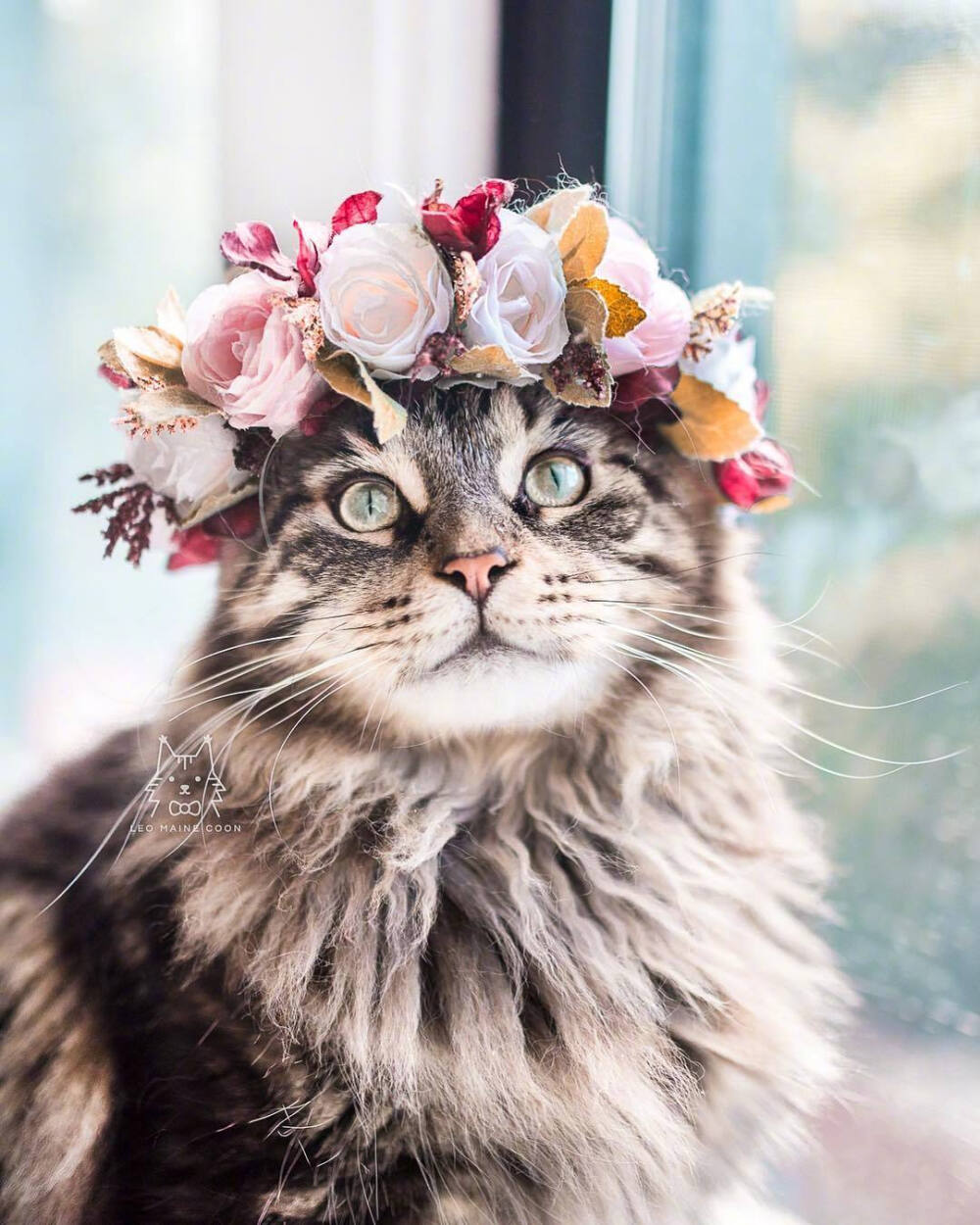 戴上花冠后的猫咪
BY:leo.mainecoon