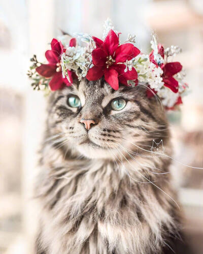 戴上花冠后的猫咪
BY:leo.mainecoon