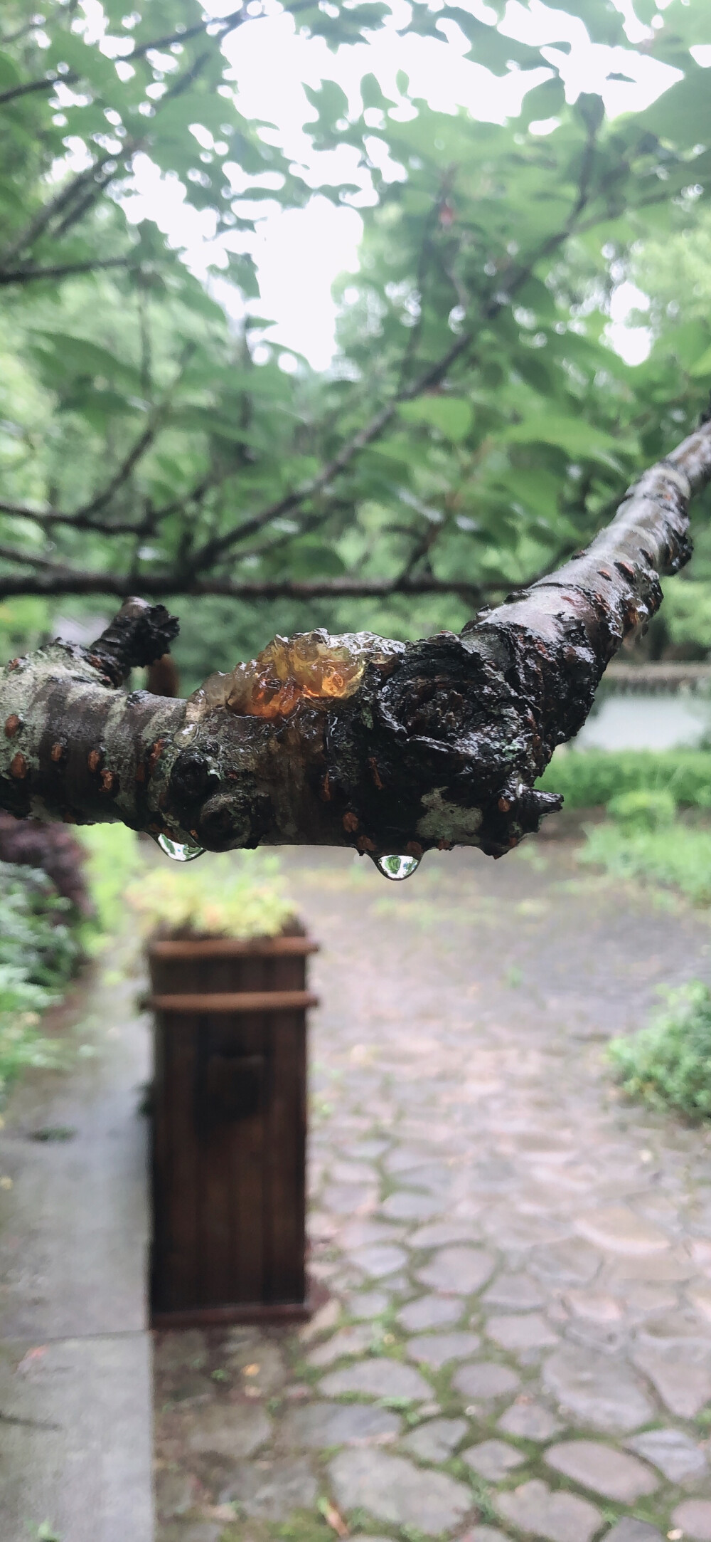 细雨微微，天地软软，入目皆是柔和的色彩，远山、迷雾，古村、小湖、石板路，背手而行的老人不知走向何处。