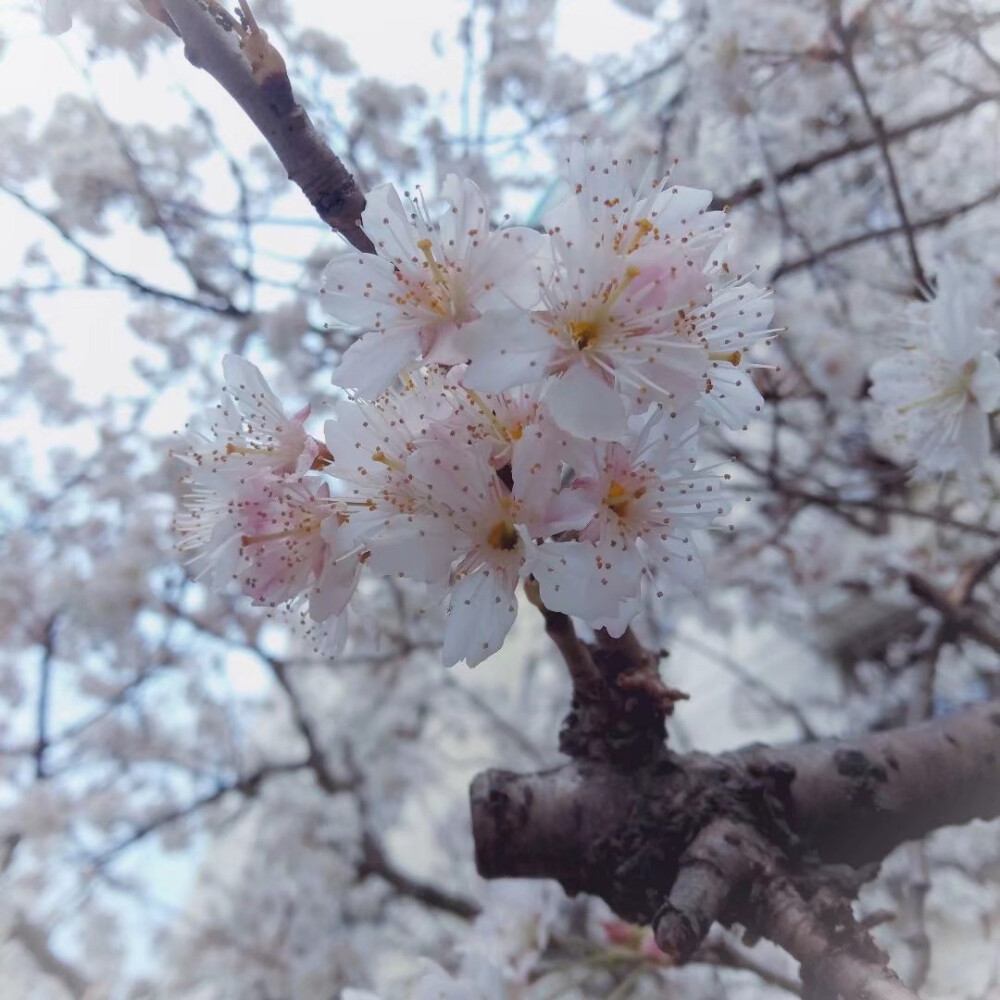 !!!练手中最喜欢的一组图啦!
来自我家小区的花๛ก(ｰ̀ωｰ́ก) 有个熊孩子说是樱桃树,可是它只开花不结果（●─●）