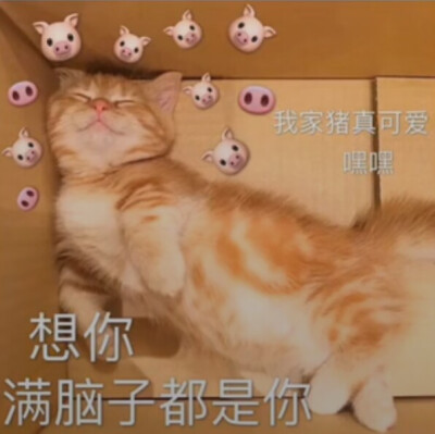 想你
满脑子都是你
我家的猪真可爱
嘿嘿