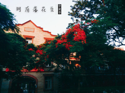 厦门大学·花开季