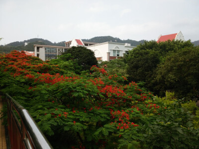 厦门大学·花开季