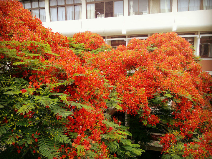 厦门大学·花开季