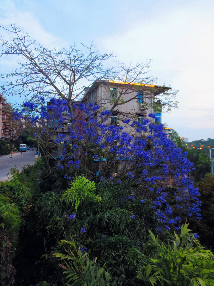 厦门大学·花开季