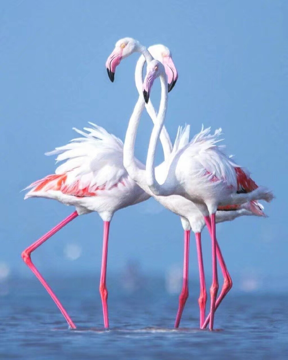 flamingo背景图