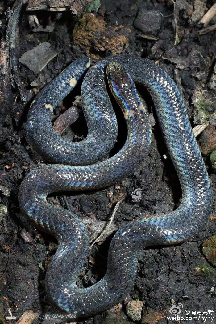 钝尾两头蛇丨南粤荒野