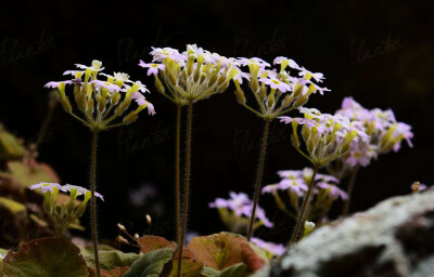 绒毛报春 Primula tsiangii