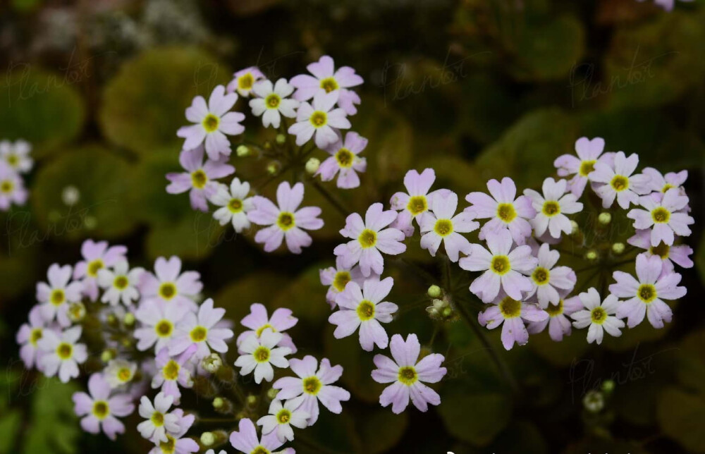 绒毛报春 Primula tsiangii