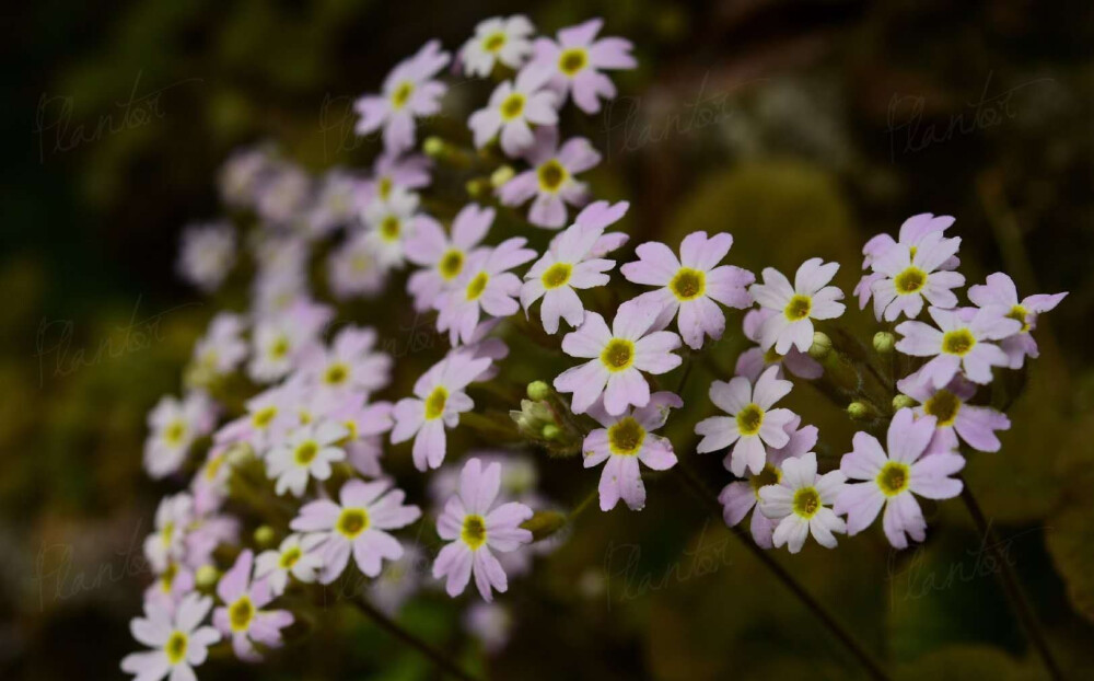 绒毛报春 Primula tsiangii