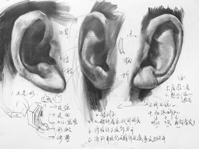 一波笔记来袭，最简洁明了的形式概括出耳朵基本形 （作者：MR子小伟） ​