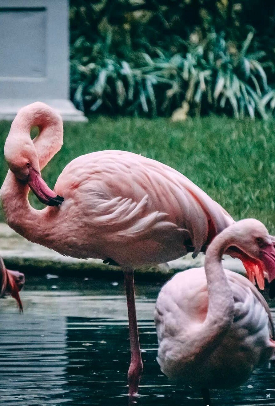 flamingo