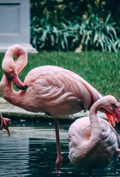 flamingo